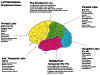 BRODMANN - FUNCTION LEFT HEMISPHERE